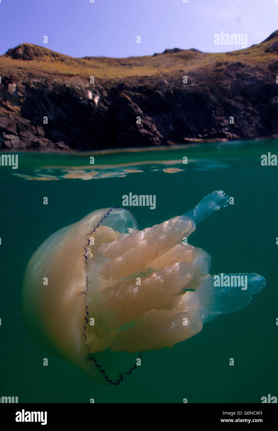 Barril medusas fuera de la península de Lizard, Cornwall Foto de stock