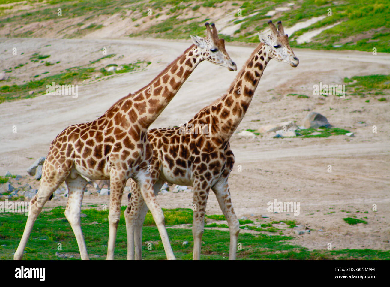 Dos niños jirafas vagan por las praderas de la San Diego Wild Animal Park en el sur de California Foto de stock