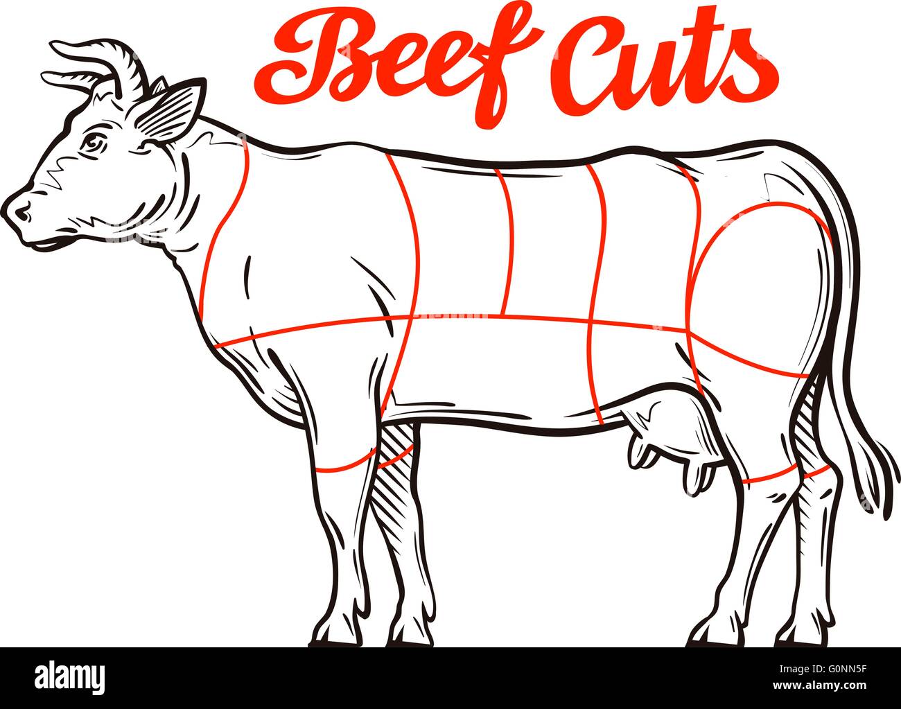 Vector gráfico. cortes de la carne de vacuno, Butcher Shop Ilustración del Vector