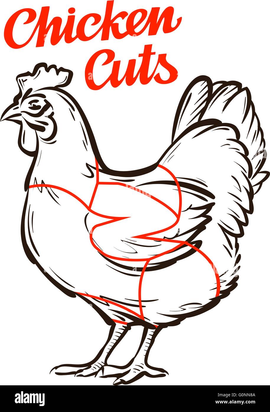 Vector gráfico de pollo, gallina. cortes de carne, carnicería Ilustración del Vector