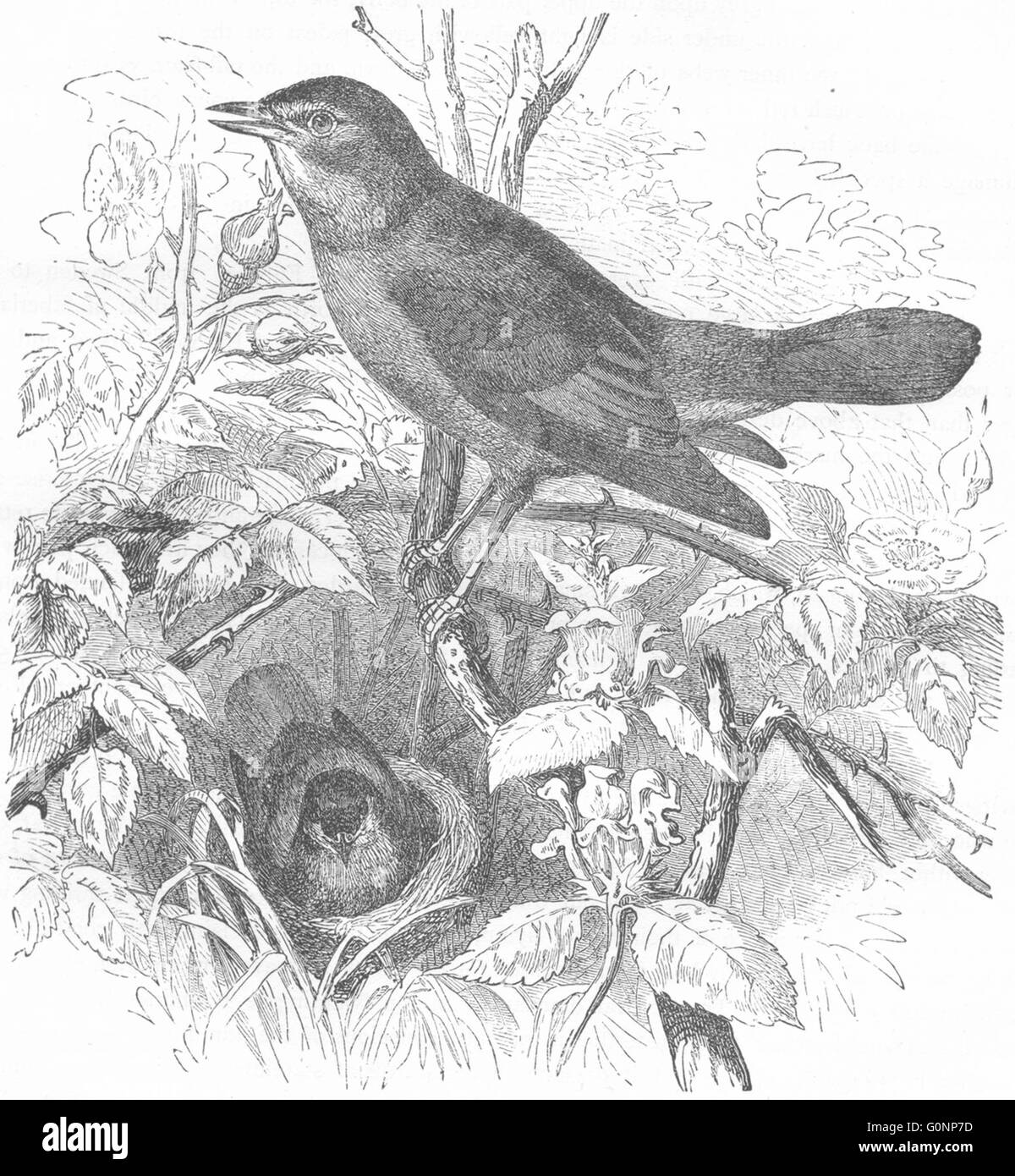 Aves: Cante: Nightingale, grabado antiguo c1870 Foto de stock