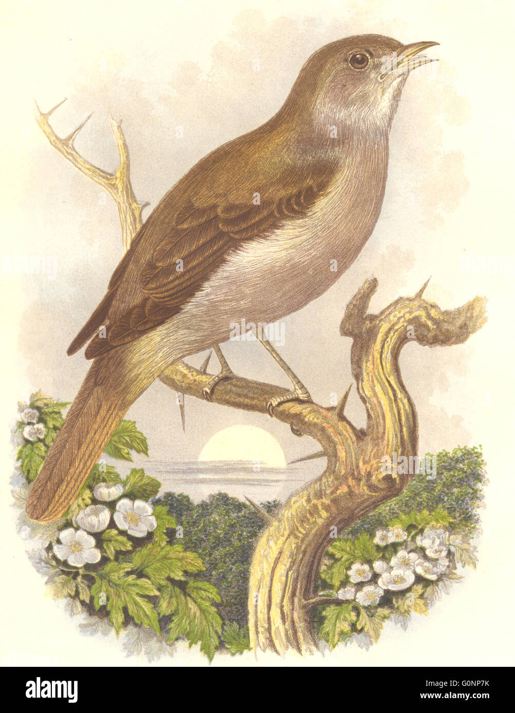 Aves: Cante: Nightingale, grabado antiguo c1870 Foto de stock