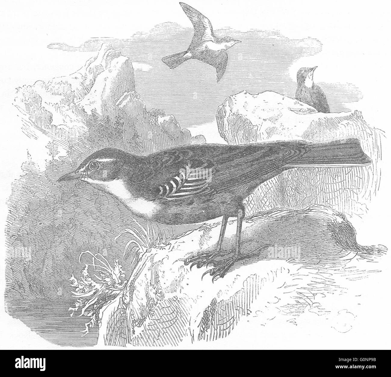 Aves: Canto: Rock Pipit, grabado antiguo c1870 Foto de stock