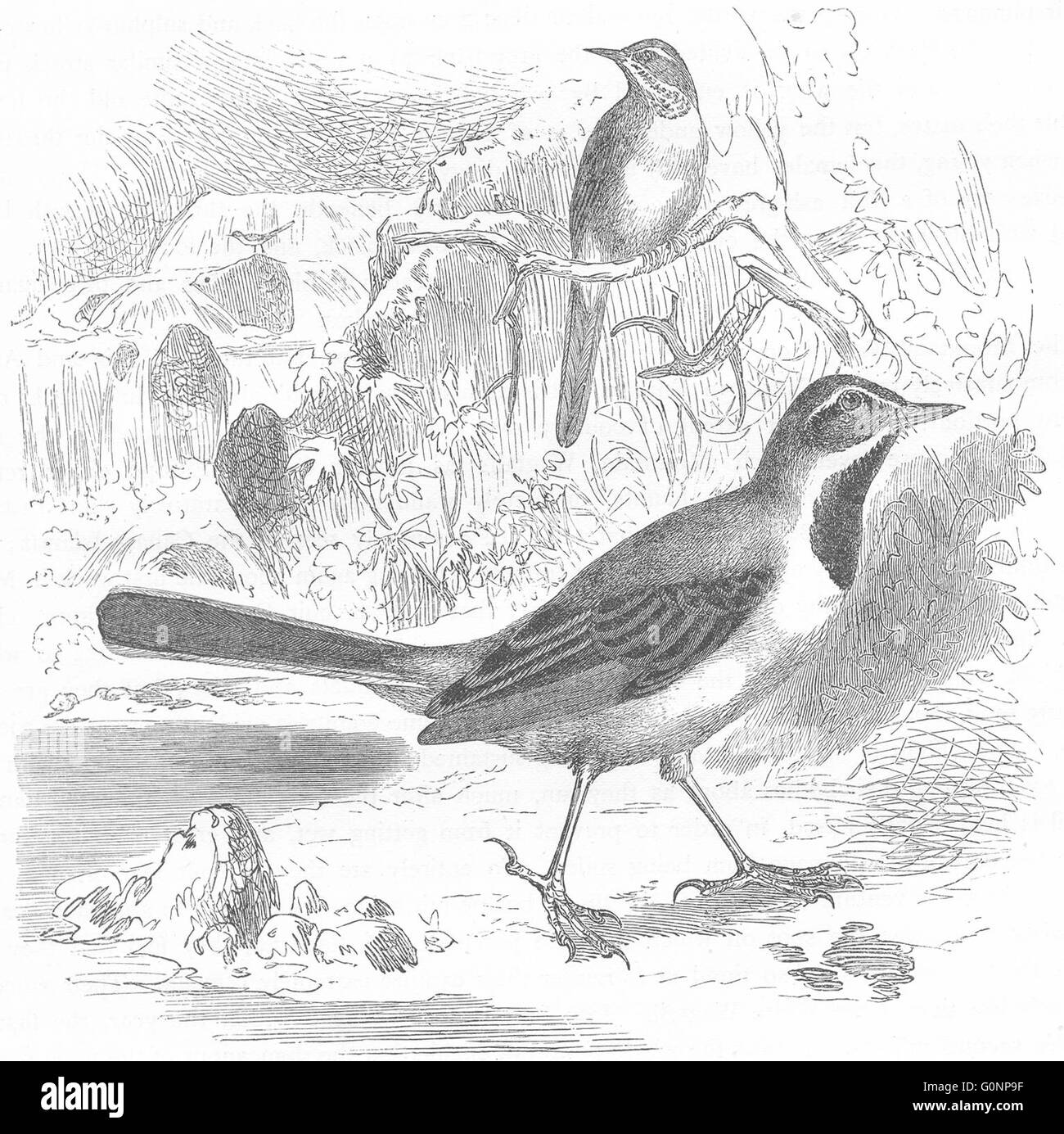 Aves: Canto: Montaña Wagtail, grabado antiguo c1870 Foto de stock