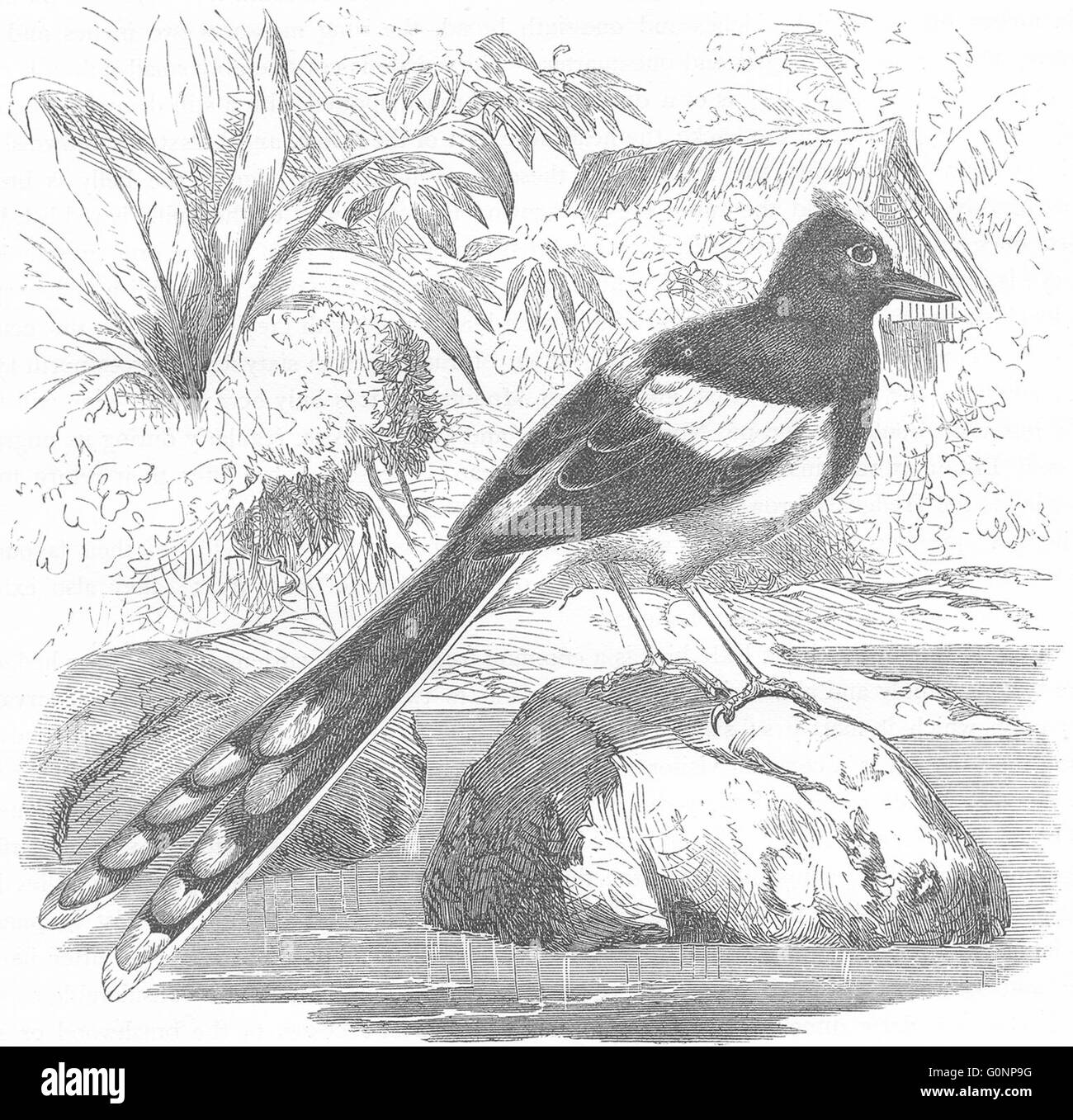 El canto de las aves::: Meninting Wagtail, grabado antiguo c1870 Foto de stock