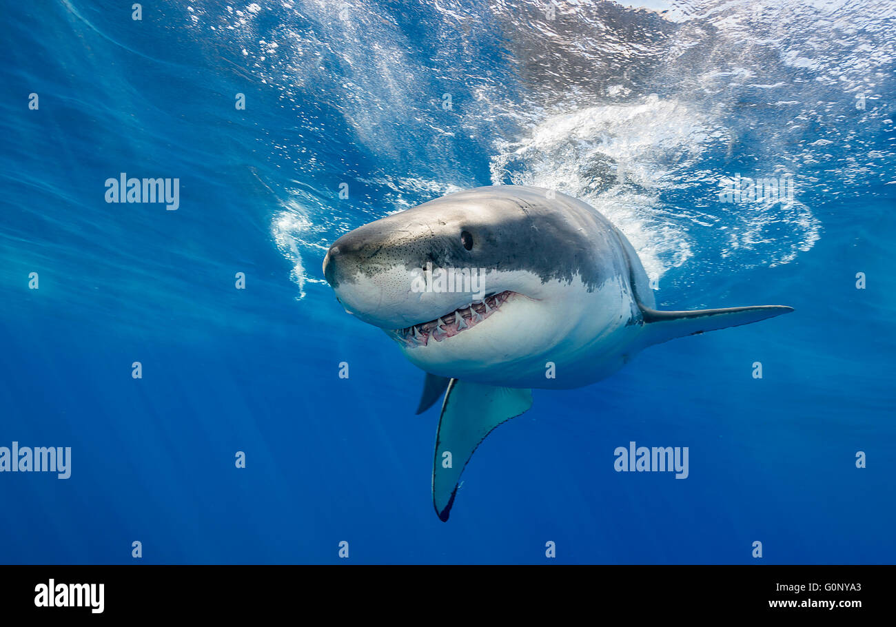 Submarino tiburón blanco en la Isla Guadalupe, México Foto de stock