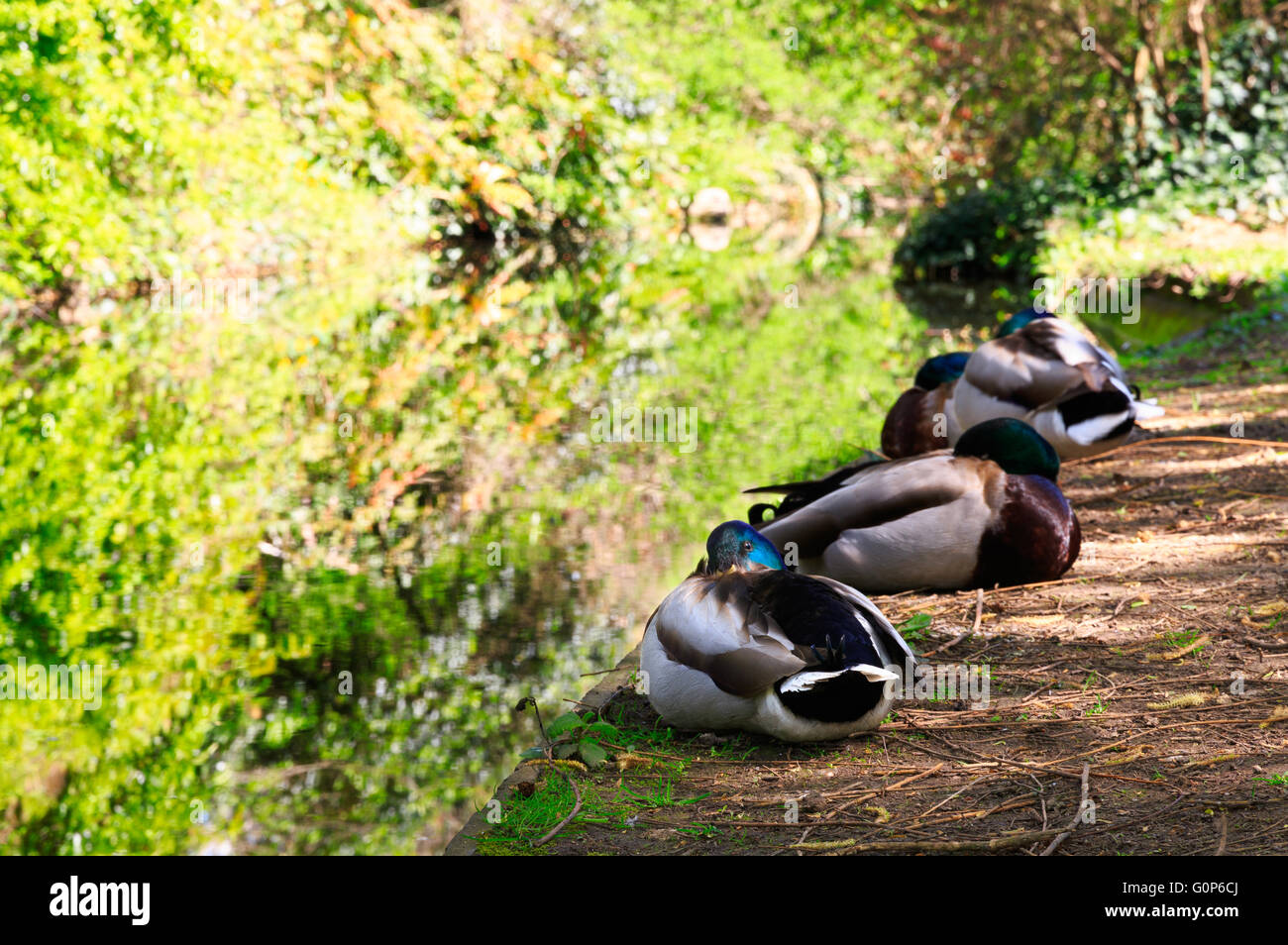 Patos descansando en tonos luz del sol en la orilla del canal en el nuevo paseo del río, Canonbury, Londres Foto de stock