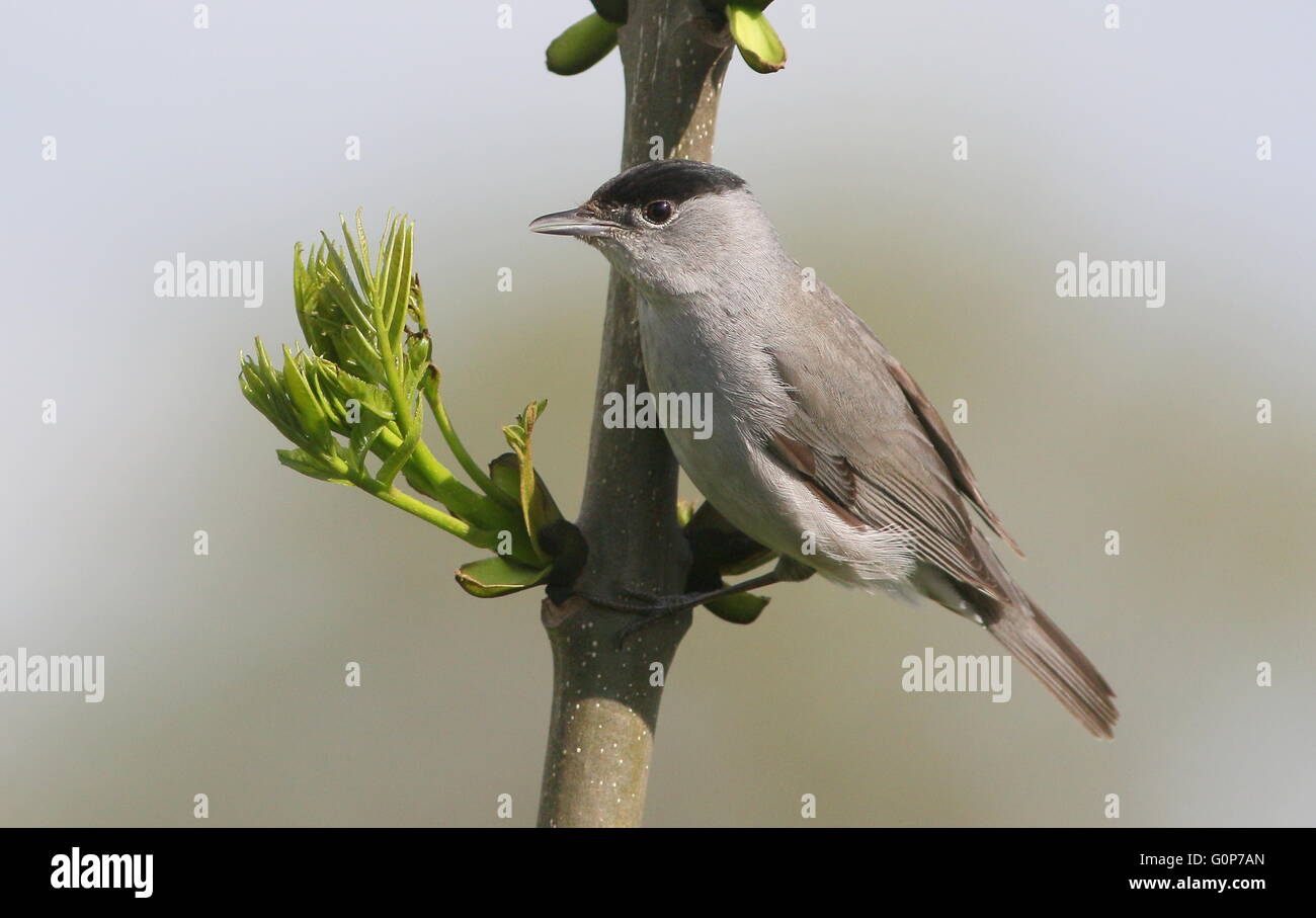 Primavera de Europa macho de Curruca Capirotada (Sylvia atricapilla) posando en una rama Foto de stock