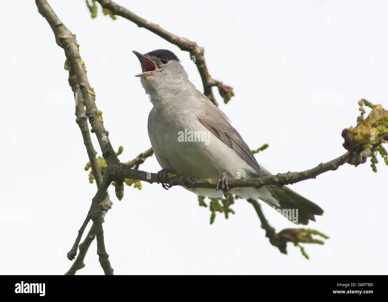 Unión macho de Curruca Capirotada (Sylvia atricapilla) posando en una rama y cantando Foto de stock
