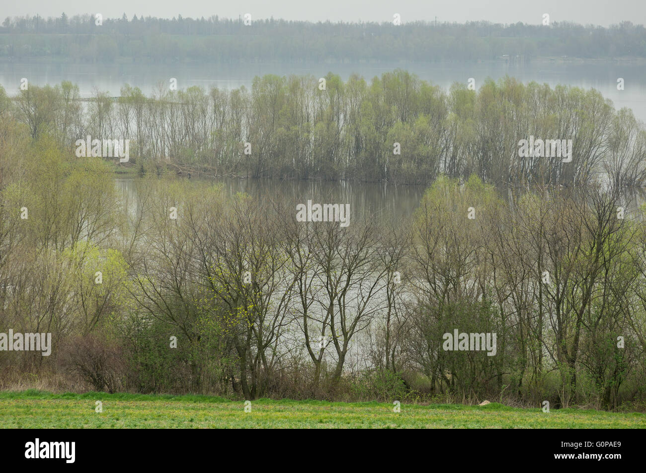 Árboles en ciernes en la Laguna Mietkowski shore en el muelle al atardecer Baja Silesia Polonia Foto de stock
