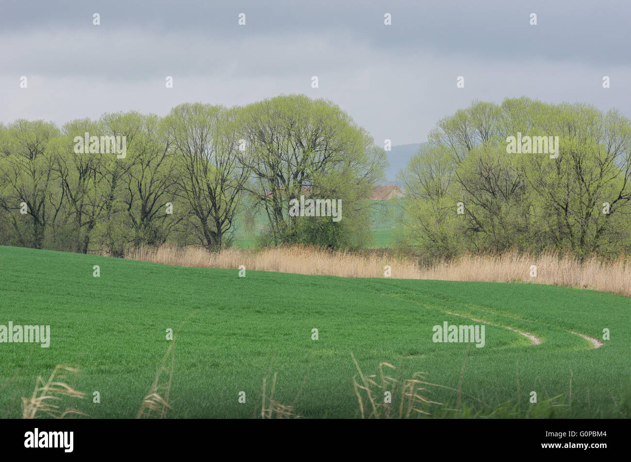 Onduladas colinas verdes campos de primavera germinando Baja Silesia Polonia Foto de stock