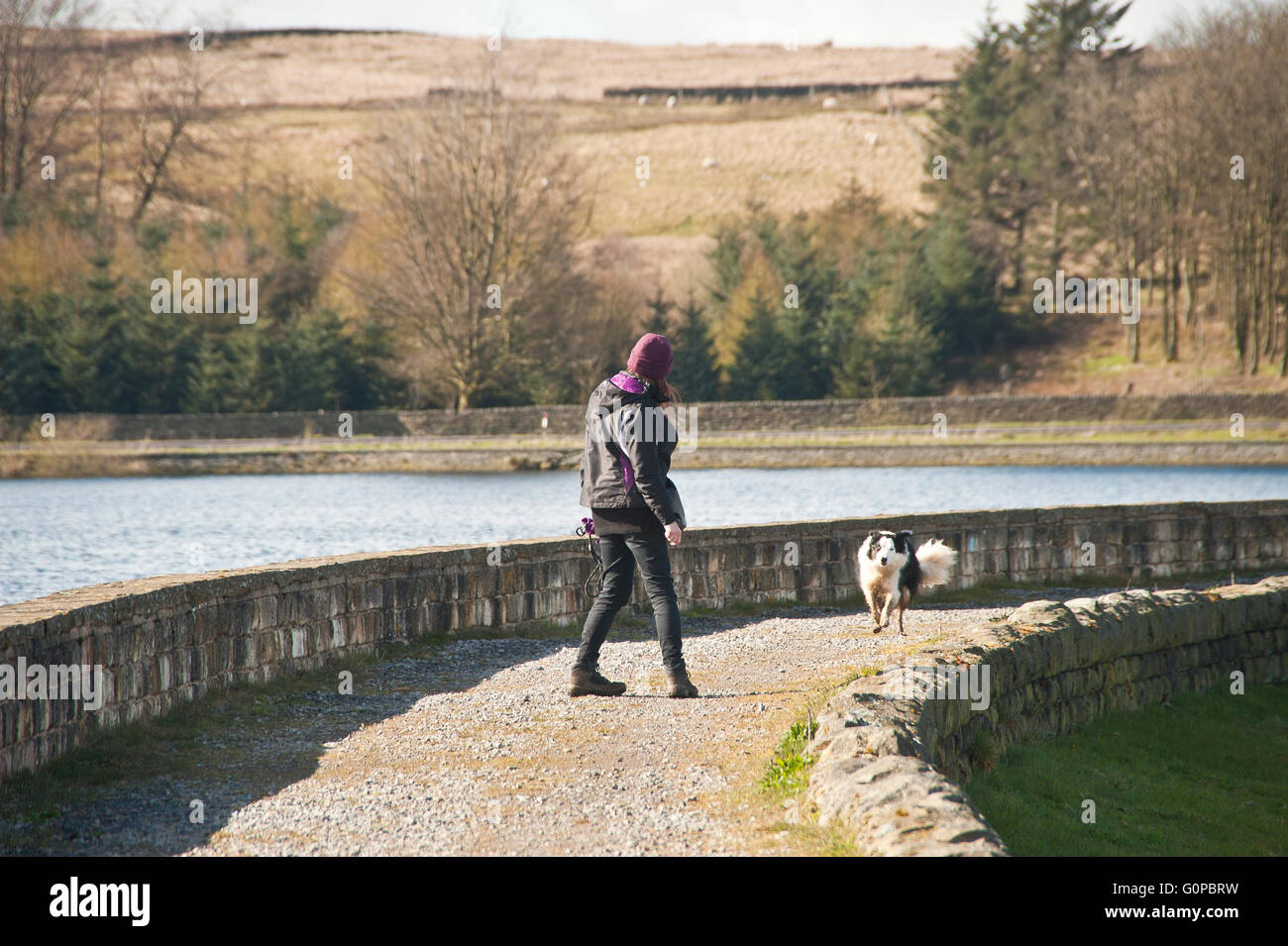 Chica paseando a un perro de presa en Redmires, depósito, Sheffield, Yorkshire Moors, agua, agua potable, H2O, la naturaleza, la fauna, Foto de stock