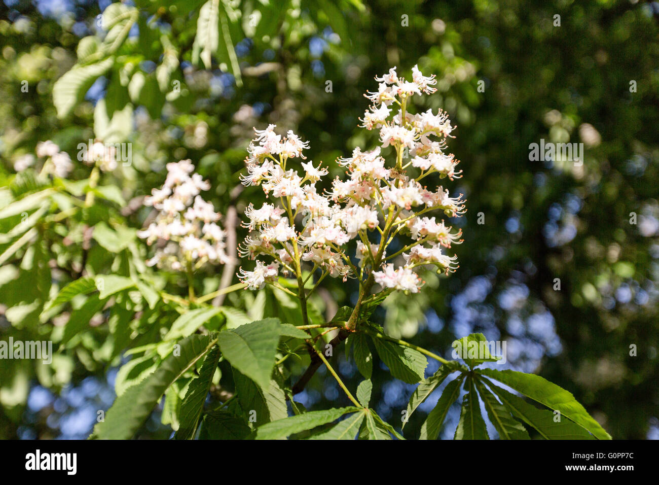 Londres, Reino Unido, 4 de mayo de 2016. Preciosa y soleada mañana en Parque Clissold, Stoke Newington, Hackney, Londres, Reino Unido. Copyright Carol efecto muaré/Alamy Live News Foto de stock