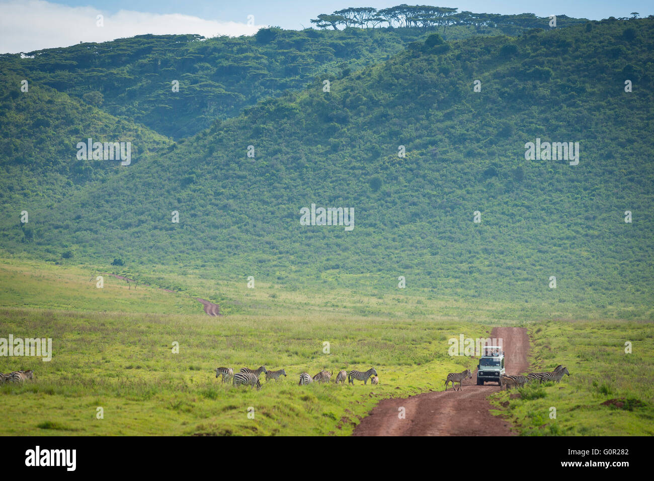 Un jeep safari turístico recorre un camino de tierra entre wild cebra en el cráter del Ngorongoro, Tanzania, África Oriental Foto de stock