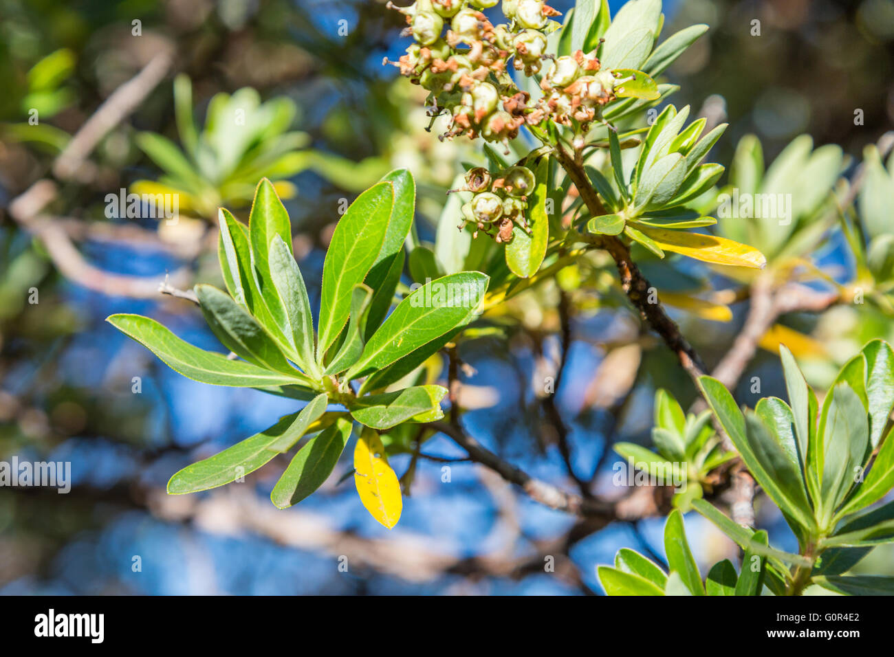 Las hojas de coca en los árboles en las montañas de los Andes en Perú