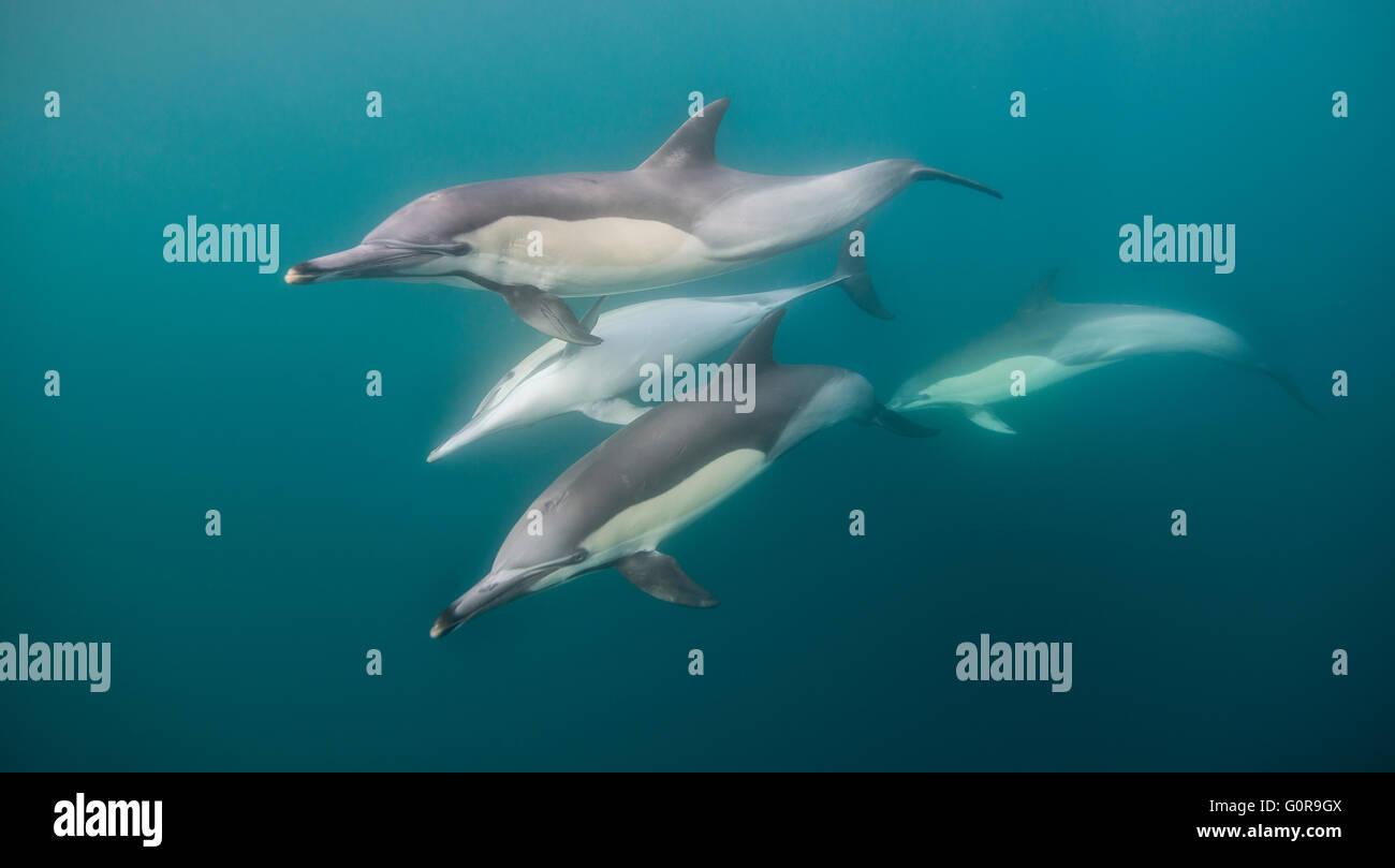 Pod de delfines comunes durante la ejecución de la Sardina, Sudáfrica Foto de stock