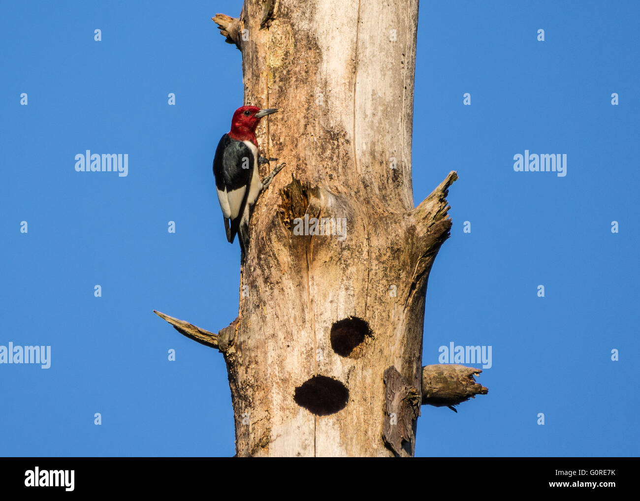 Un hermoso pájaro carpintero de cabeza roja (Melanerpes erythrocephalus) en el tronco de un árbol muerto. Texas, EE.UU. Foto de stock