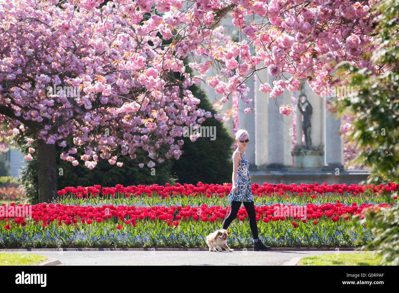 Una estudiante, camina a su perro cerca de pink árboles en flor en un día caluroso y soleado en Cardiff, Gales del Sur. Foto de stock