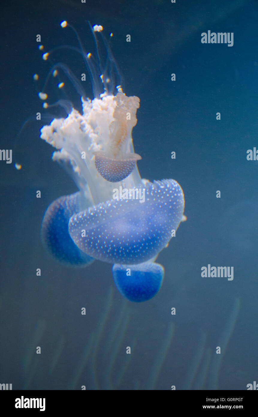 Manchada de Australia medusas Foto de stock