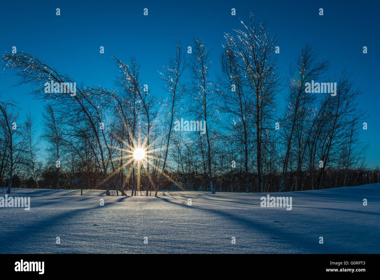 Árboles congelados en la nieve bajo un sol de invierno Fotografía de stock  - Alamy