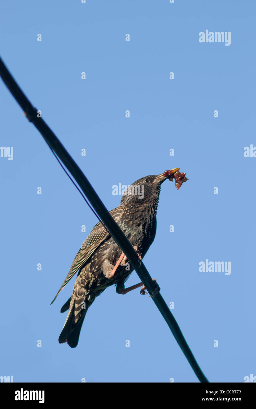 Starling bird buscando comida para sus polluelos Foto de stock