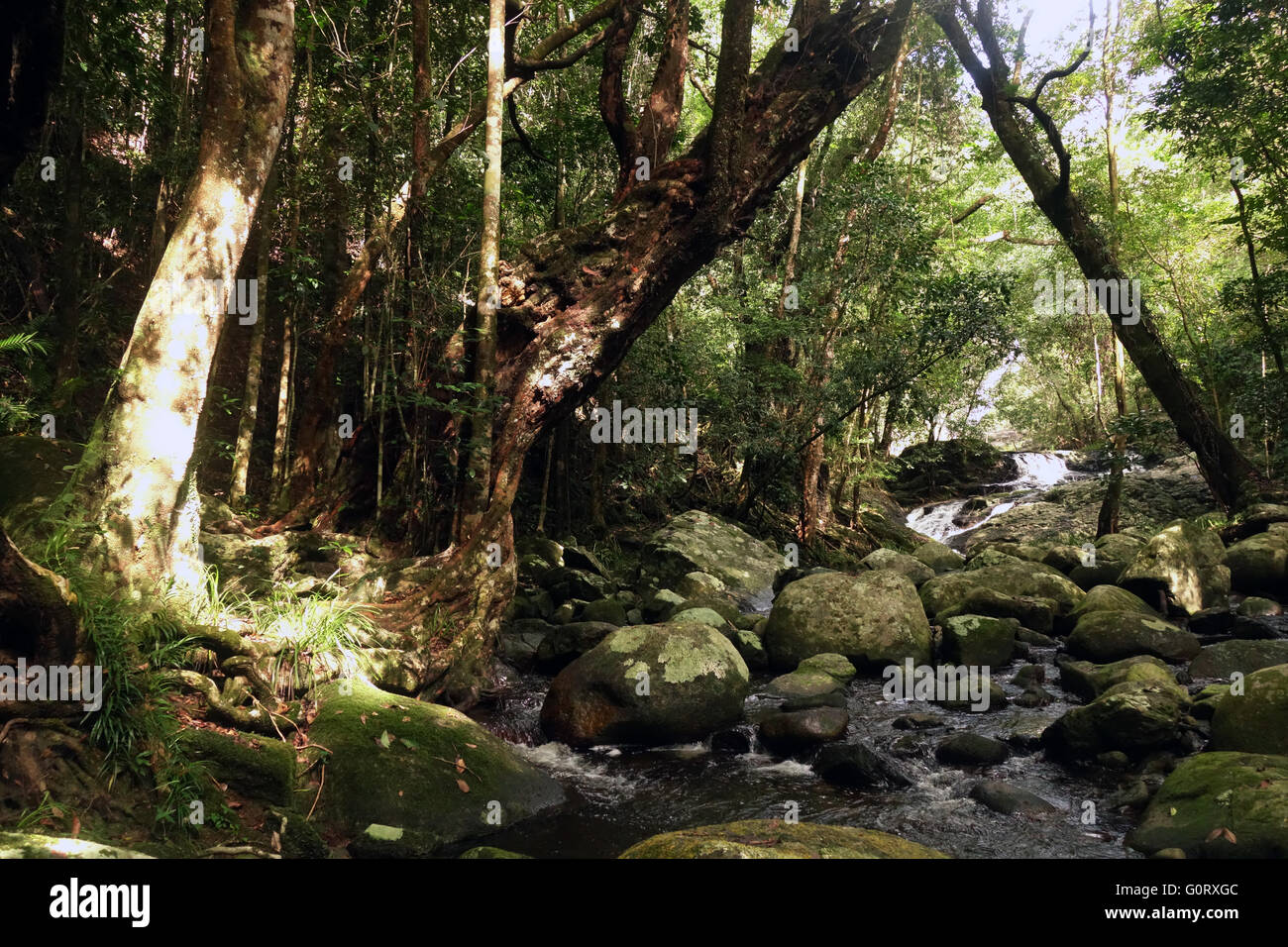 Rainforest Creek, en laderas de Bellenden Ker, parque nacional Wooroonooran Goldsborough Valle, Queensland, Australia Foto de stock