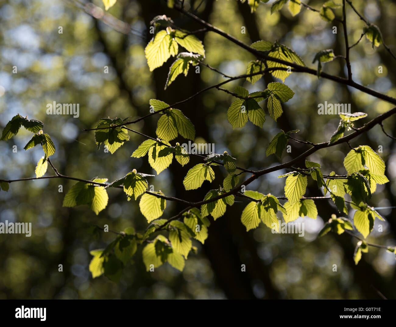 La luz del sol brillando a través de nuevos jóvenes hojas de árbol en primavera Foto de stock