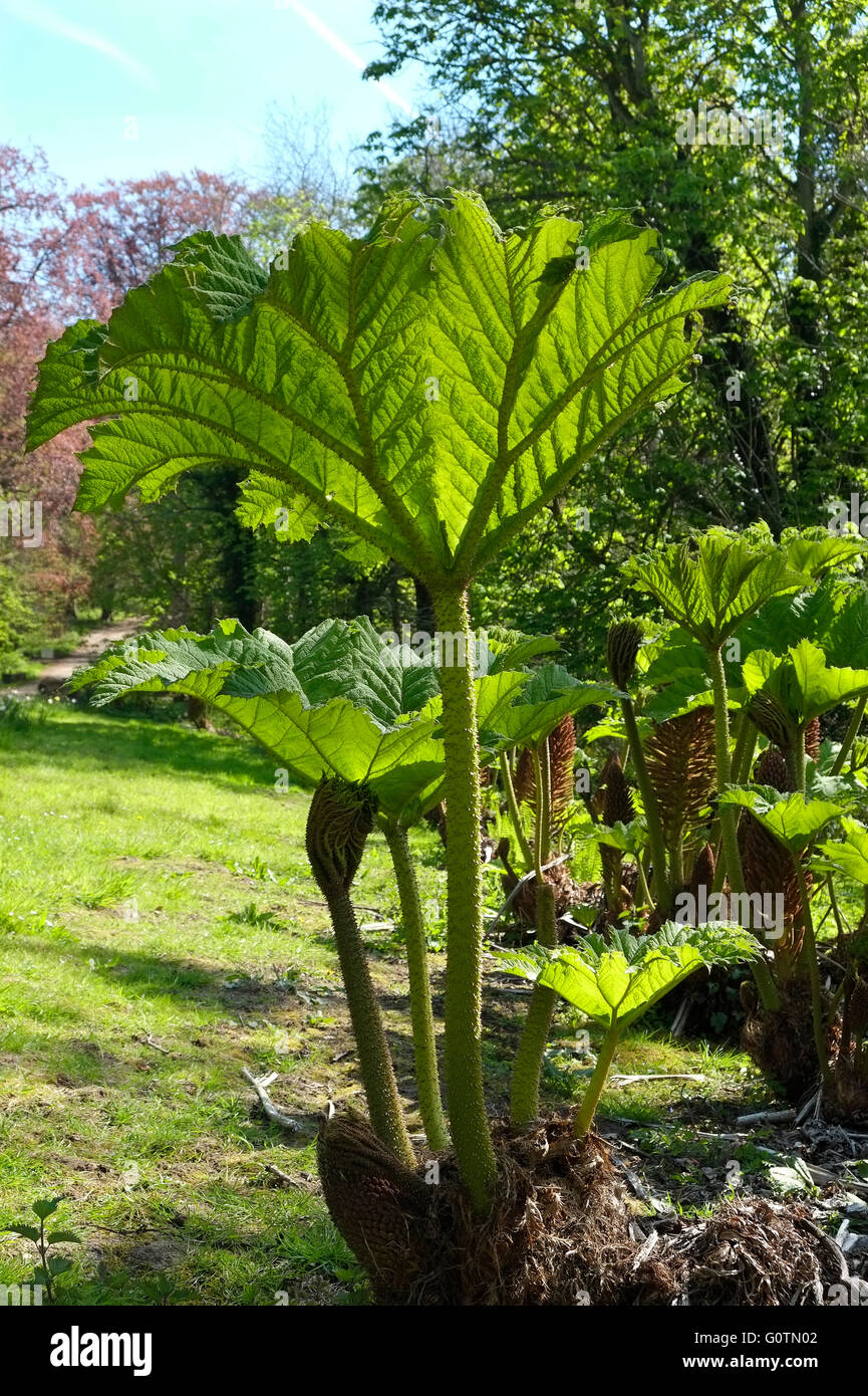 Gunnera manicata gigante planta que crecen en el jardín, al norte de Norfolk, Inglaterra Foto de stock