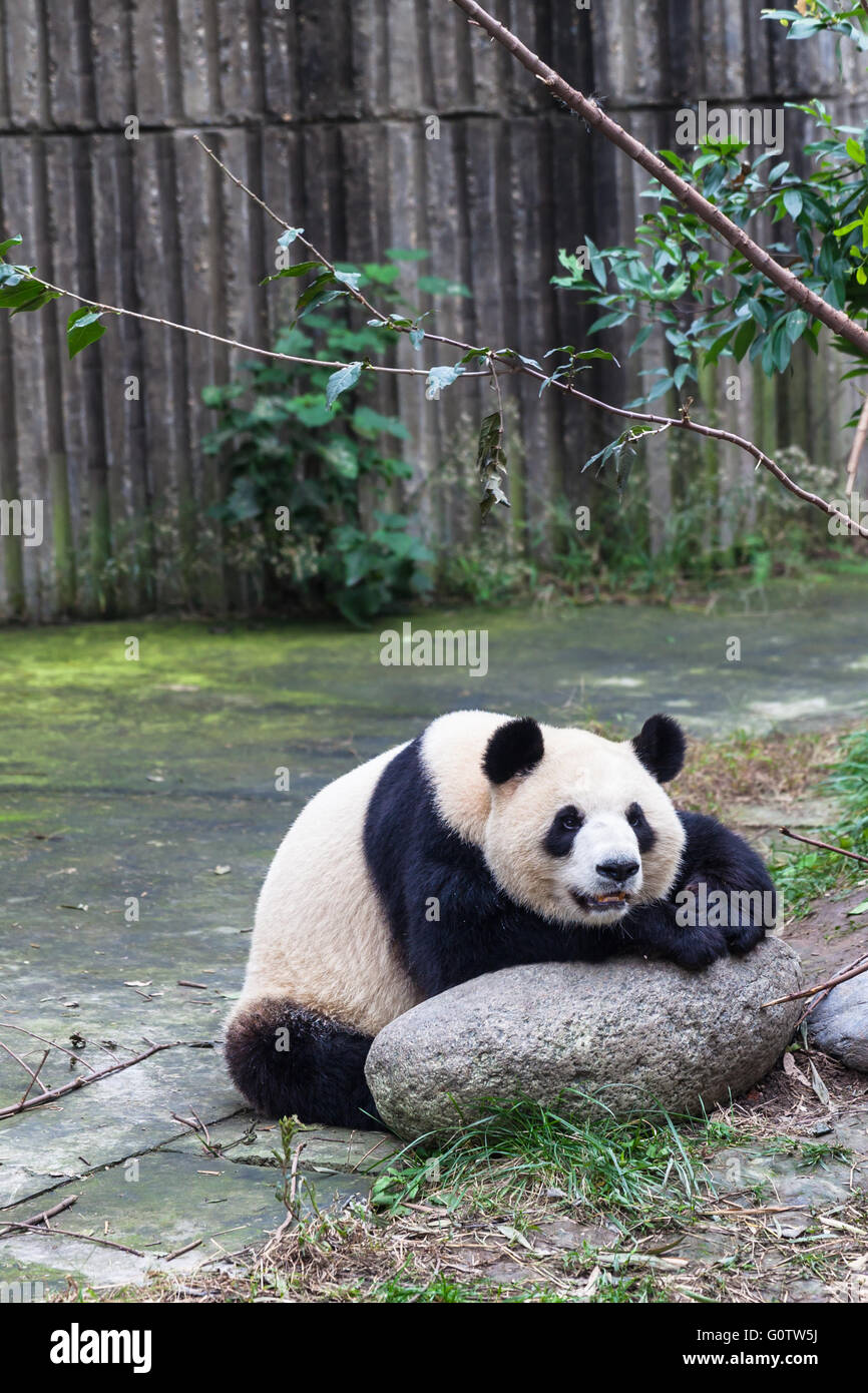Cerrar vista de un gracioso panda gigante, Chengdu, China Foto de stock