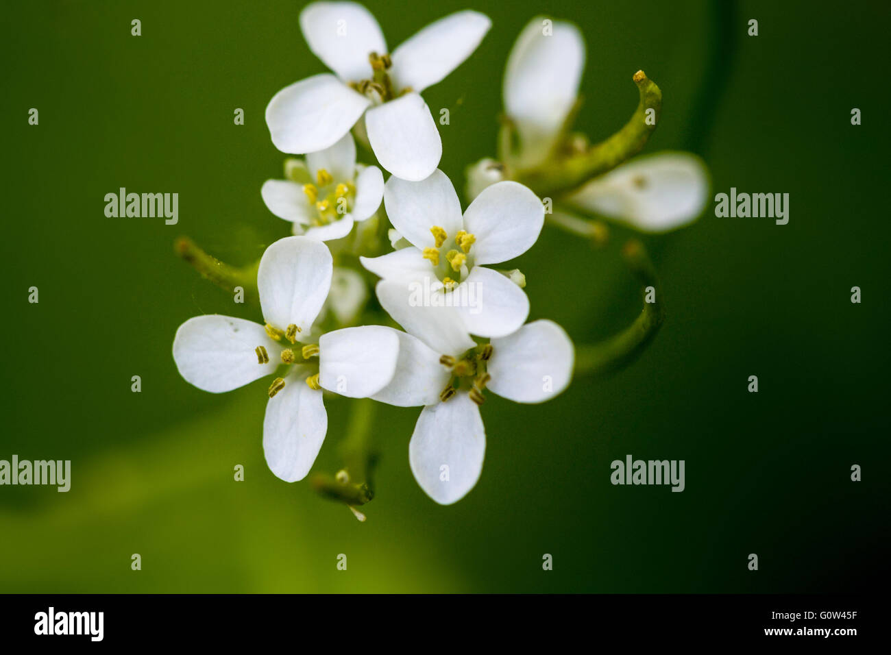 Alliaria petiolata Mostaza Ajo Blanco Flores en racimo Foto de stock