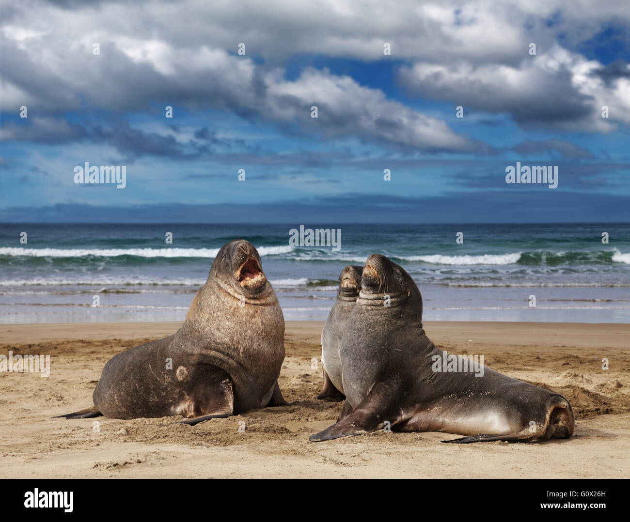 Los lobos marinos en la playa, la Bahía de desguace, Nueva Zelanda Foto de stock