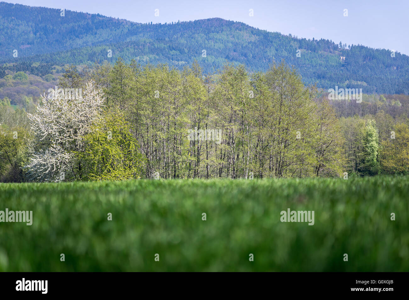 Campo Verde germinando en ciernes pendiente de la montaña Spring Forest Foto de stock