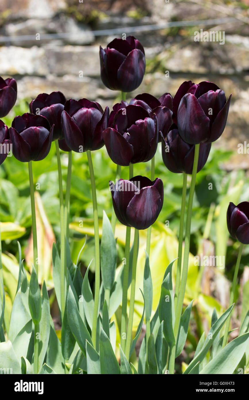 Dos Tulipán Negro En Flores Fotos, retratos, imágenes y fotografía de  archivo libres de derecho. Image 27683154