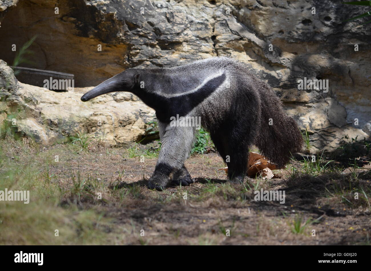 Oso hormiguero gigante en el Zoo de San Antonio Foto de stock