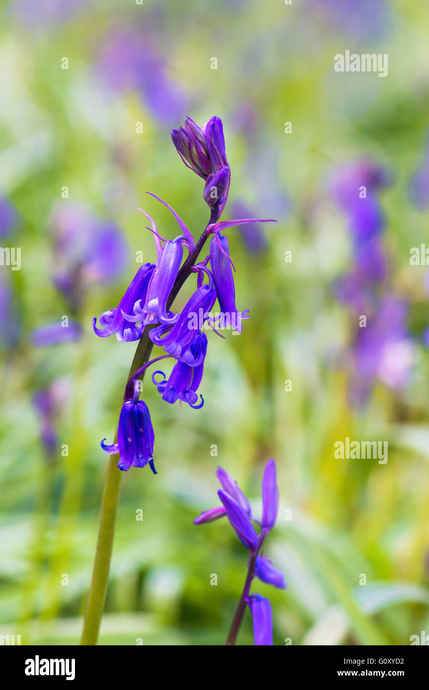 Bluebell flores en primavera forest - closeup Foto de stock