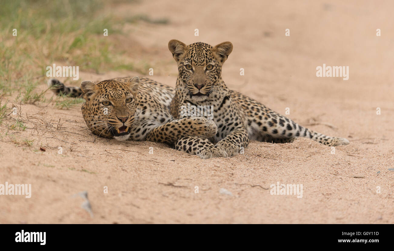 Leopardo y cachorro Foto de stock