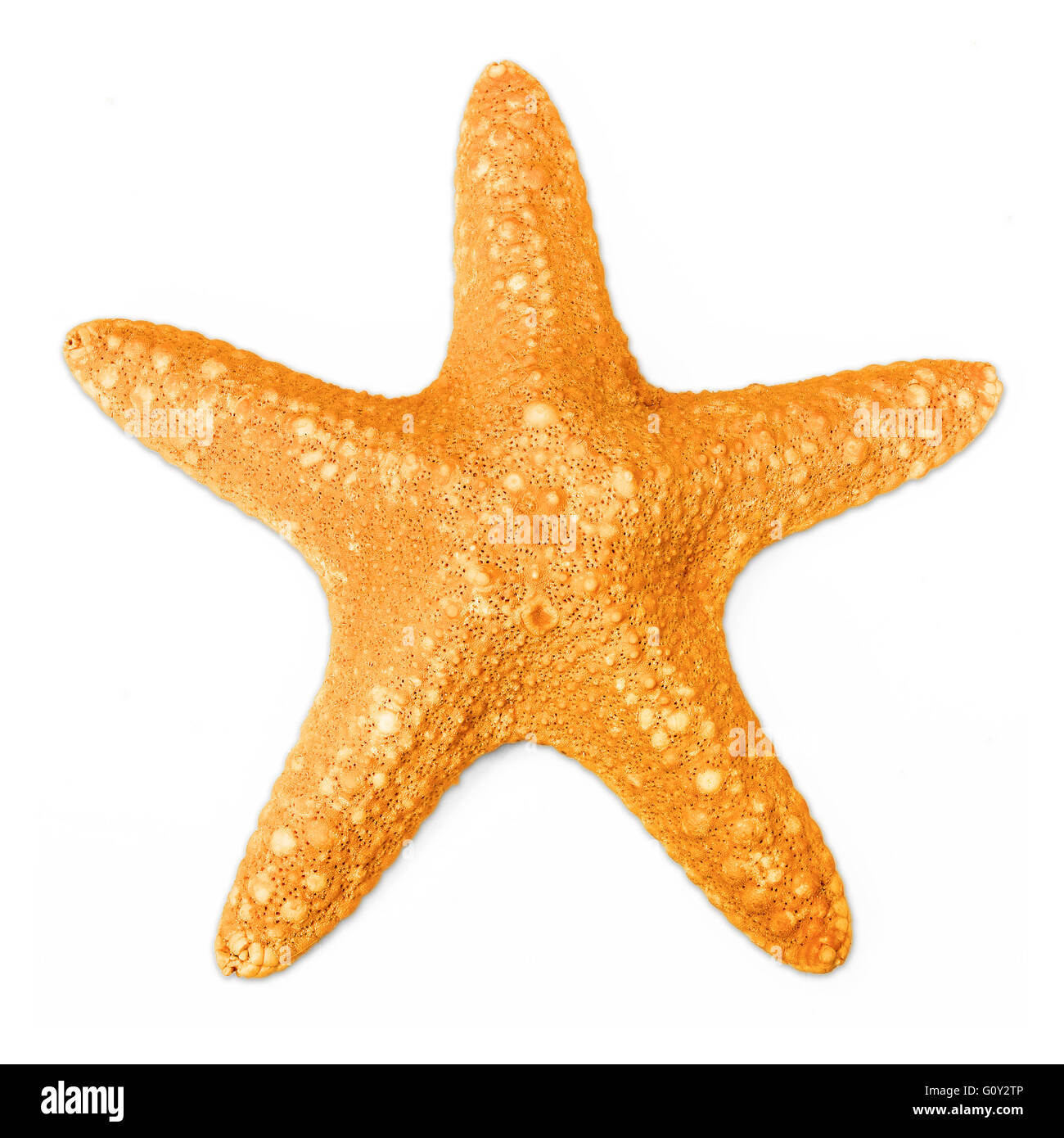 Starfish en color naranja aislado sobre fondo blanco. Foto de stock