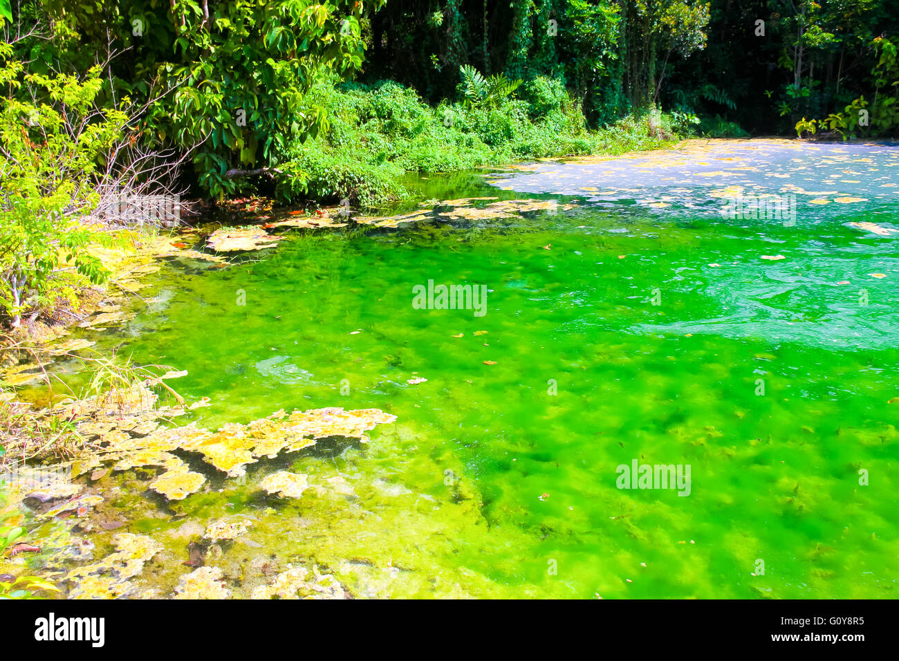 Agua clara y hermosa fuente de agua en bosque en Emerald Pool (Sra Morakot) alimentado por agua de manantial y piscina de agua dulce en Krabi, Tailandia. Foto de stock