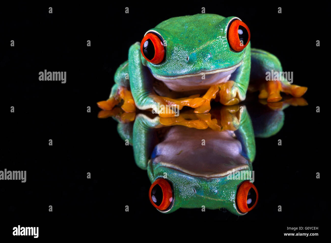 Red-eyed Tree Frog Foto de stock