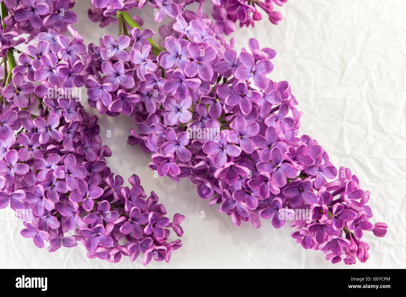 Violeta, lila flores blancas sobre fondo textil Foto de stock
