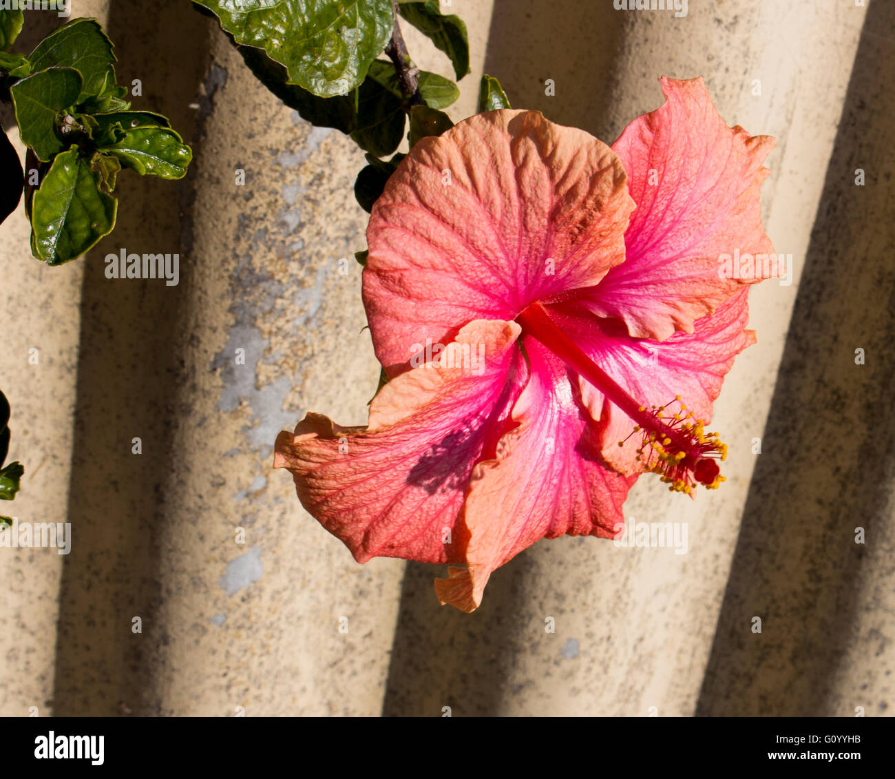 Gran single Hawaiian Hibiscus rosa-sinensis planta perenne que florece en  primavera con pétalos de rosa grande de color naranja Fotografía de stock -  Alamy