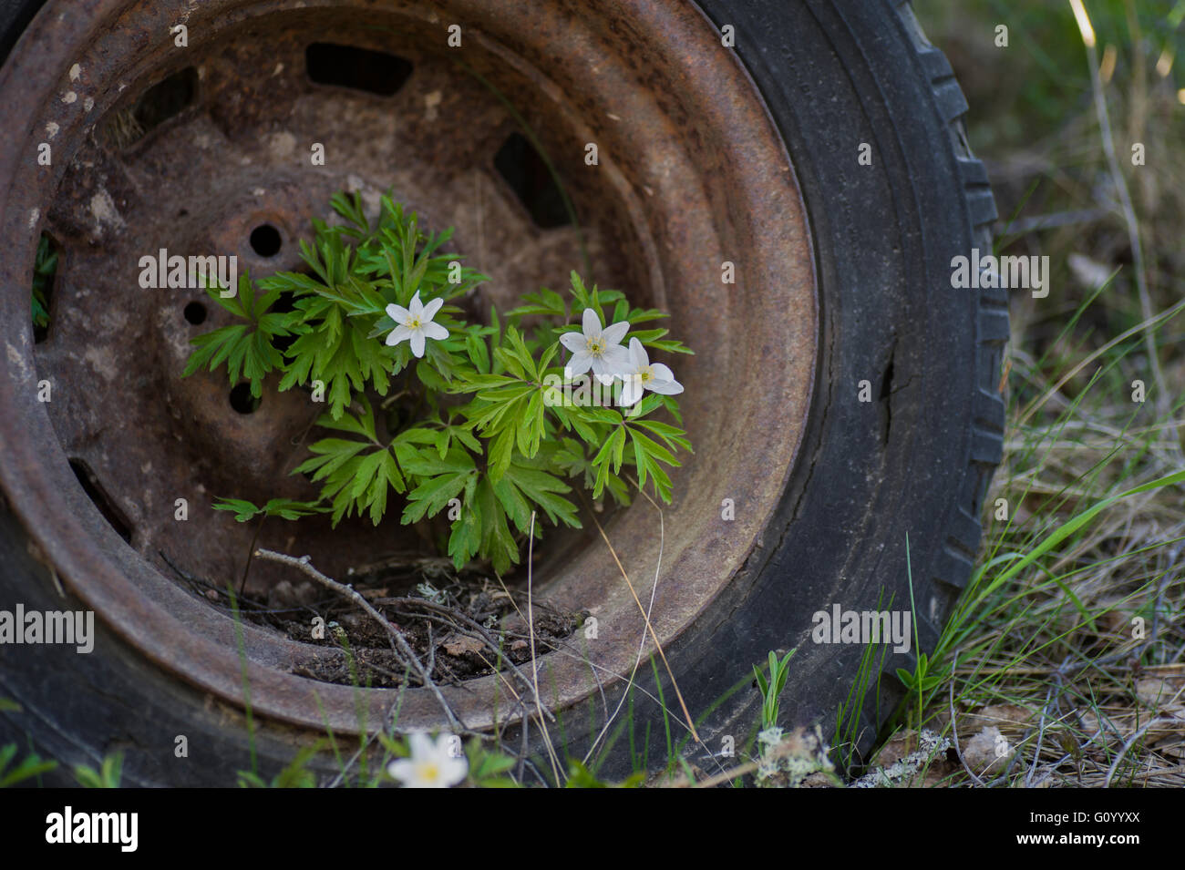 Llanta oxidada fotografías e imágenes de alta resolución - Alamy