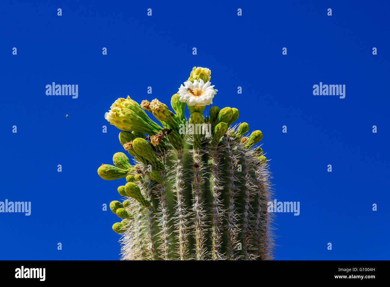 Una Mujer Fotografía A Las Flores En Una Rama De Cactus Saguaro