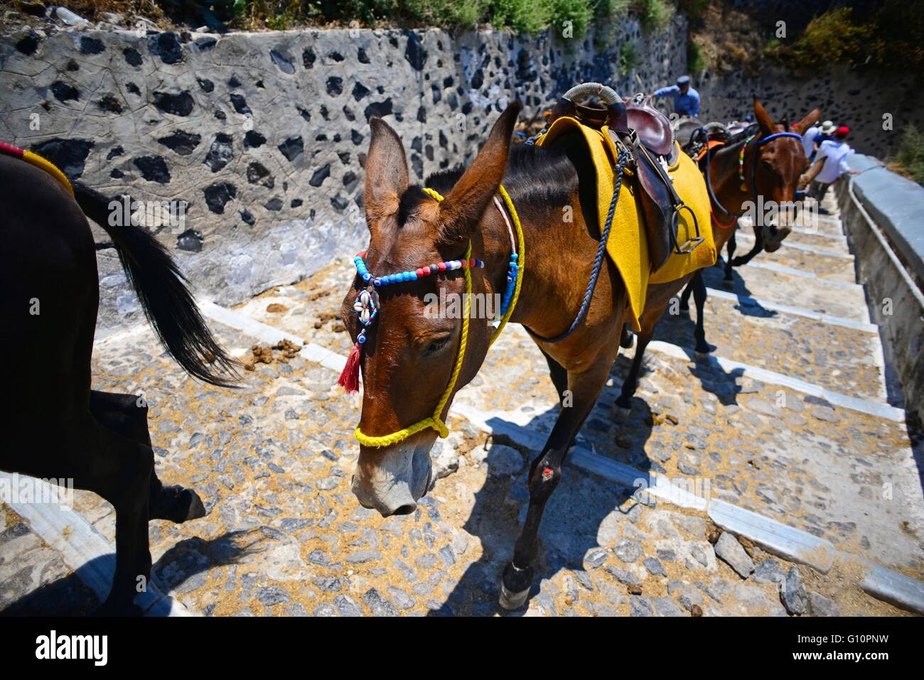Mula taxis y montar en burro en Fira, Santorini, una cruel tradición que  contribuye al maltrato animal, según las asociaciones Fotografía de stock -  Alamy