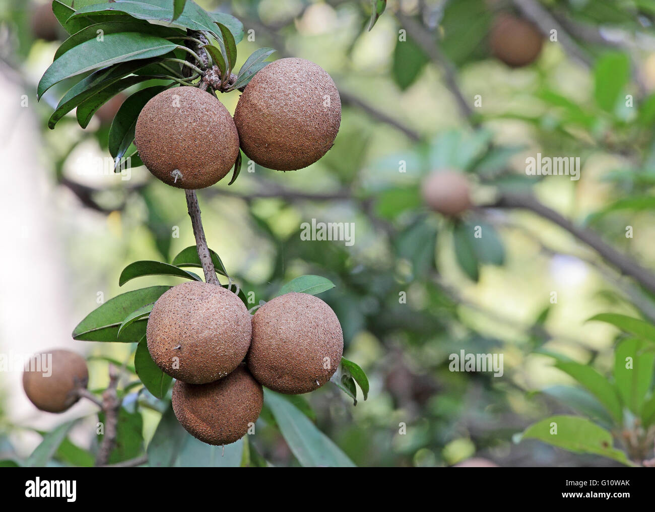 Maduración de frutos de níspero en un jardín orgánico. Otros Nombres