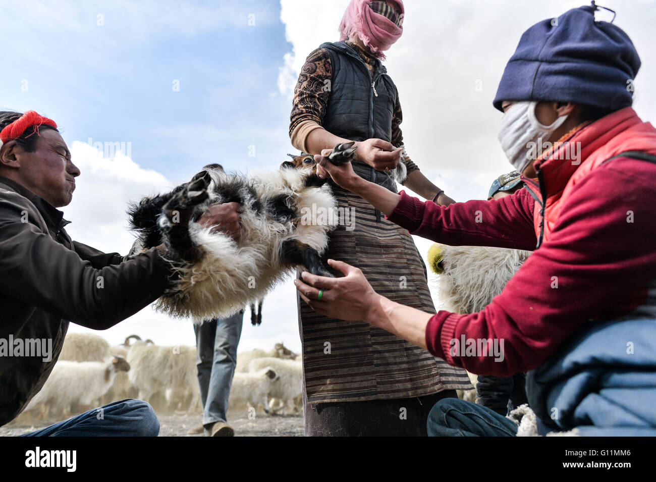 Lhasa, China la Región Autónoma del Tíbet. 5 de mayo, 2016. Los pastores se preparan para castrar ovinos machos en la rivera de Nam Co, en el suroeste de la Región Autónoma del Tíbet de China, 5 de mayo de 2016. Una ceremonia de castración de ovejas, que se ha observado durante más de 1.000 años por los pastores que viven en la parte norte de la región del Tíbet, se celebró en la rivera de Nam Co. con el fin de criar ovejas de la mejor calidad, a pesar de unos robustos ovinos machos, la mayoría de los ovinos machos de más de 5 meses de edad aquí serán castrados y cordero criado como ovejas. © Purbu Zhaxi/Xinhua/Alamy Live News Foto de stock