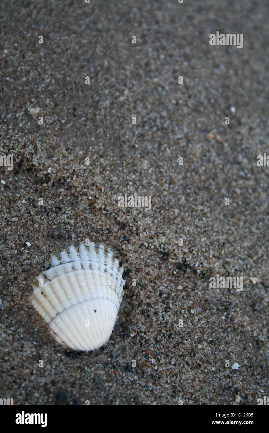Una concha en una playa arenosa, fotografía en blanco y negro Foto de stock