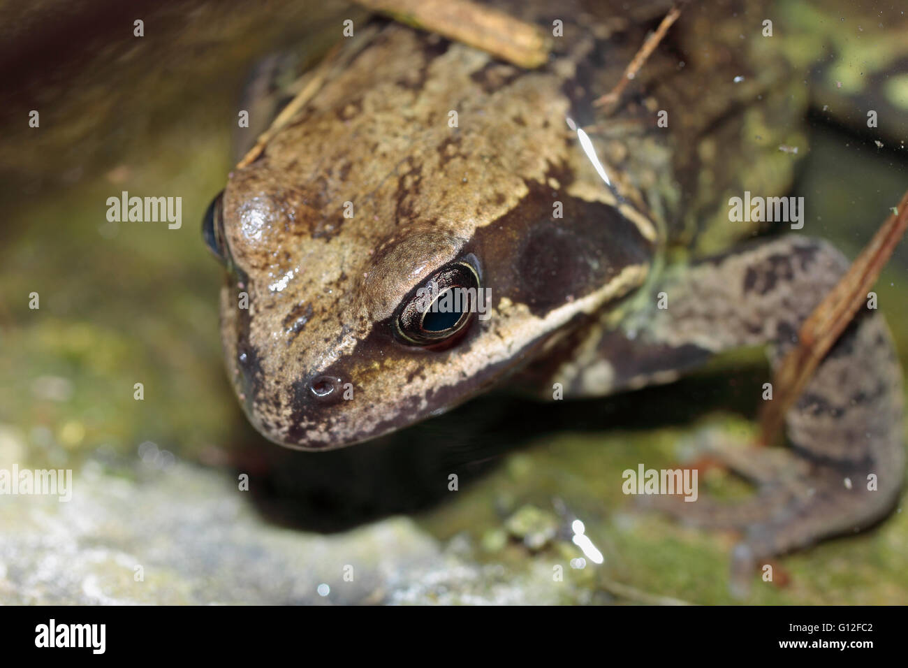 Inglés común RANA rana temporaria en un estanque de jardín Foto de stock