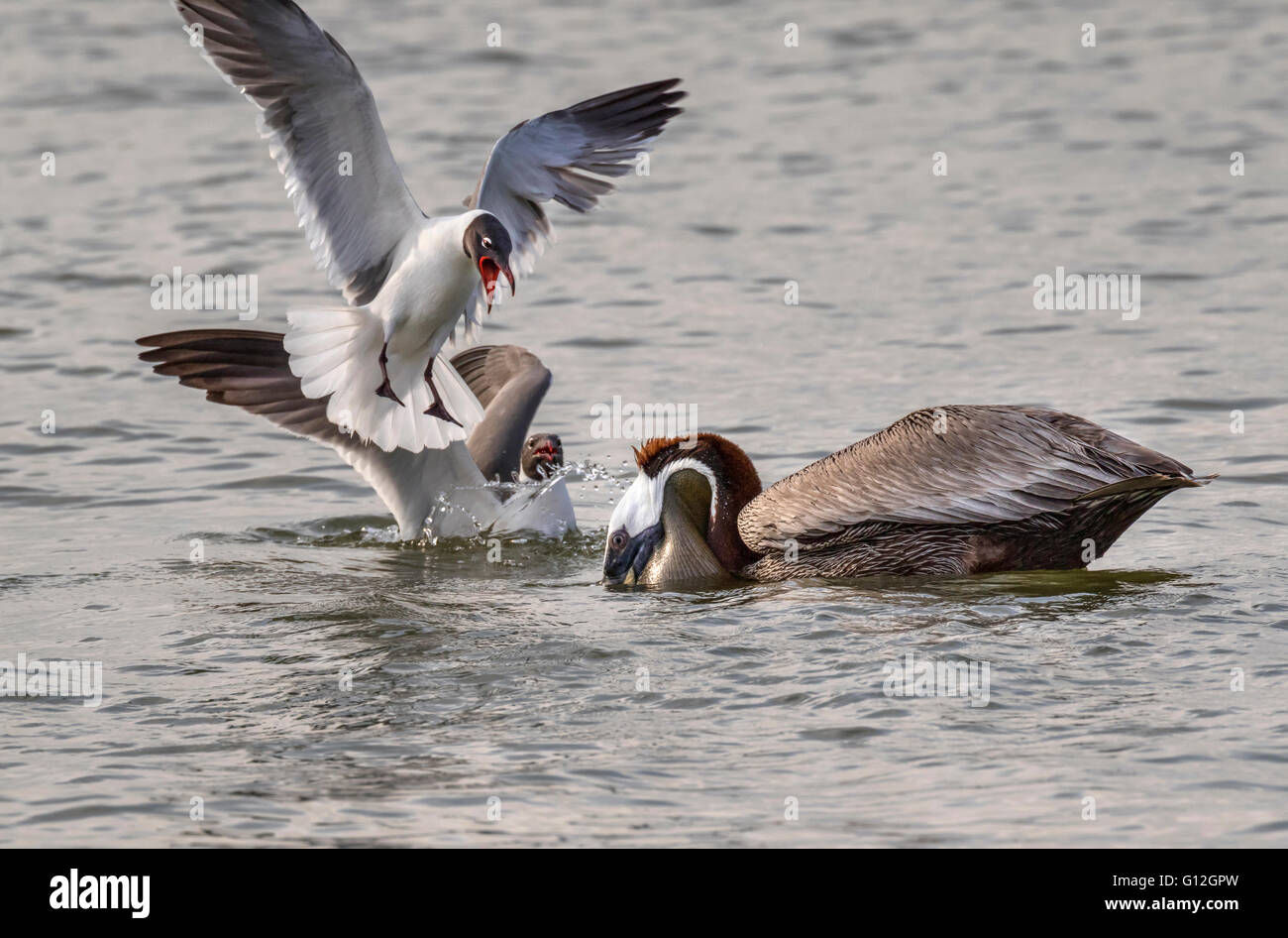 Gaviotas risueñas intentando quitarnos una captura desde el pelicano café (Pelecanus occidentalis), Galveston, Texas, EE.UU. Foto de stock
