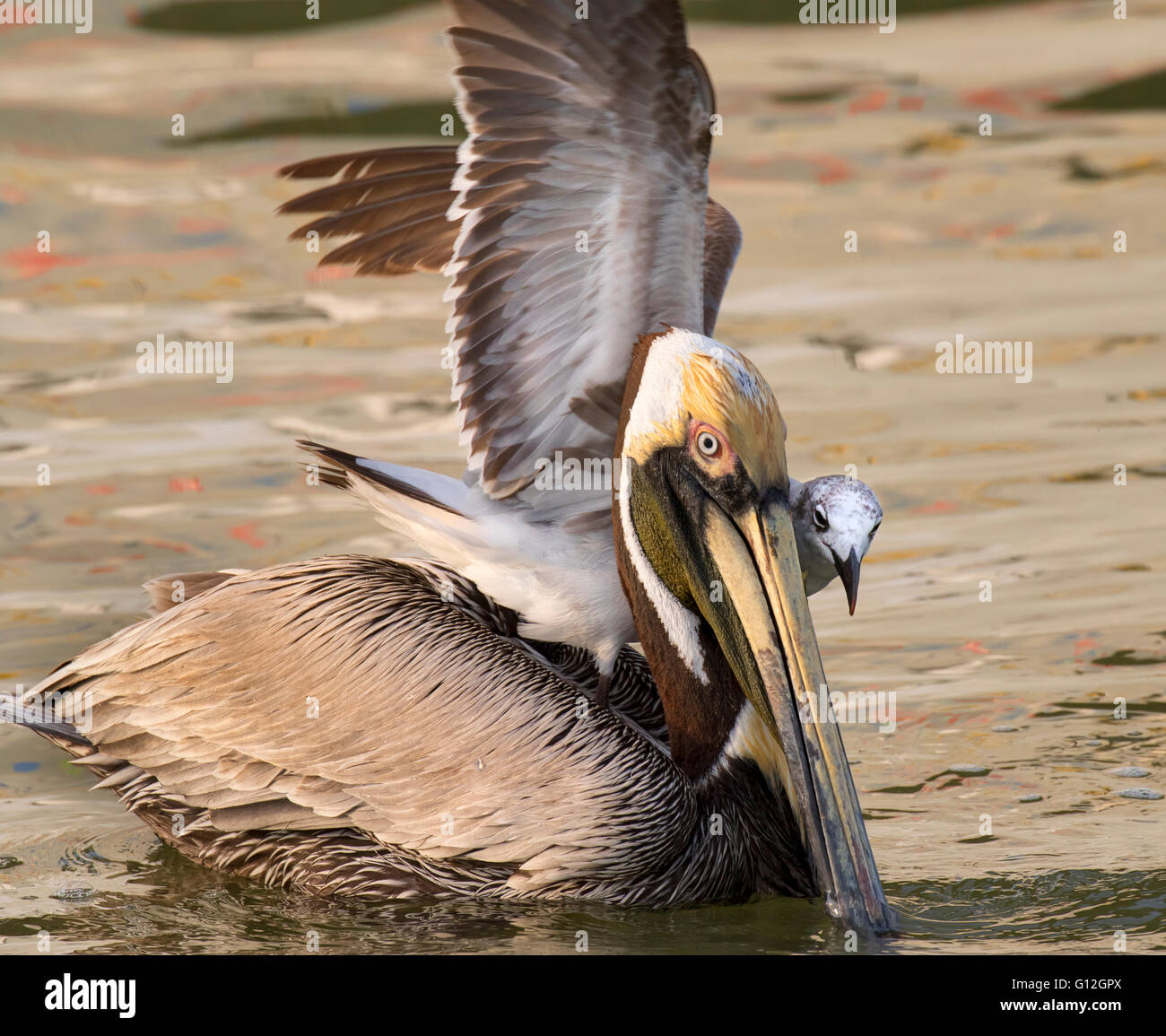 Gaviota risa intentando quitarnos una captura desde el pelicano café (Pelecanus occidentalis) al amanecer, Galveston, Texas, EE.UU. Foto de stock